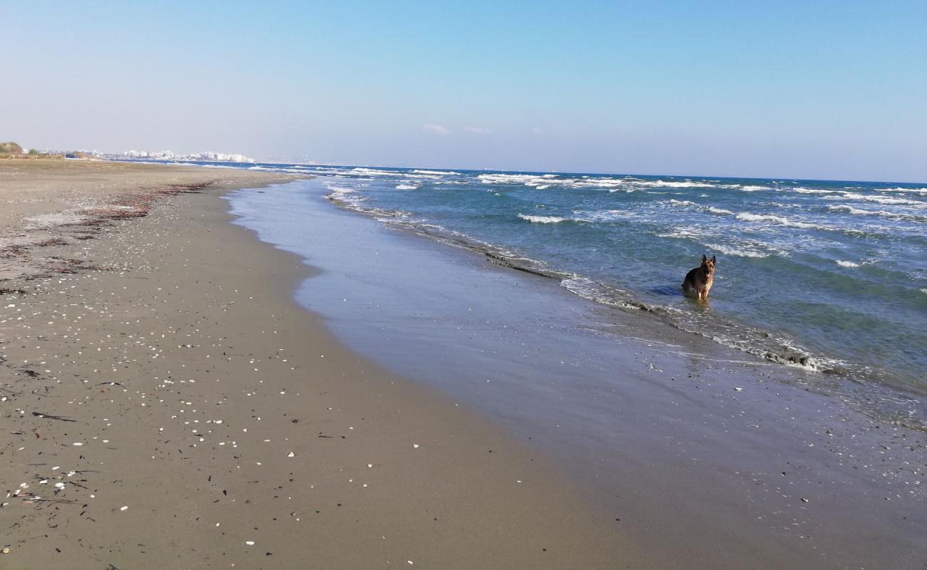 Kasianes Dog Beach'in fotoğrafı açık bej kum yüzey ile