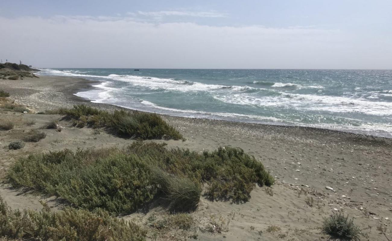 Parklane Dog's Beach'in fotoğrafı gri kum ve çakıllar yüzey ile