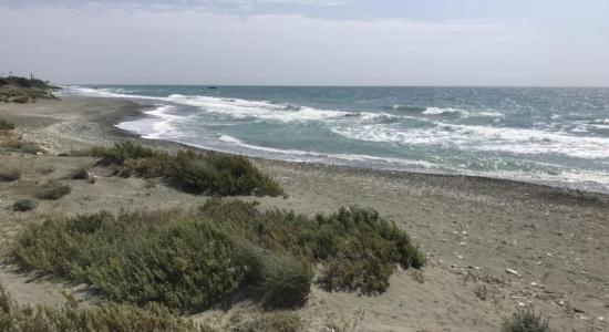 Parklane Dog's Beach