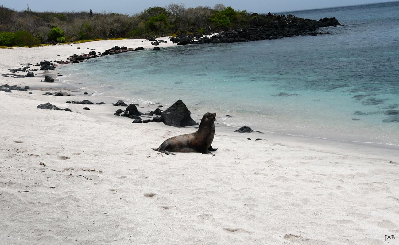 Playa Baquerizo'in fotoğrafı parlak kum yüzey ile