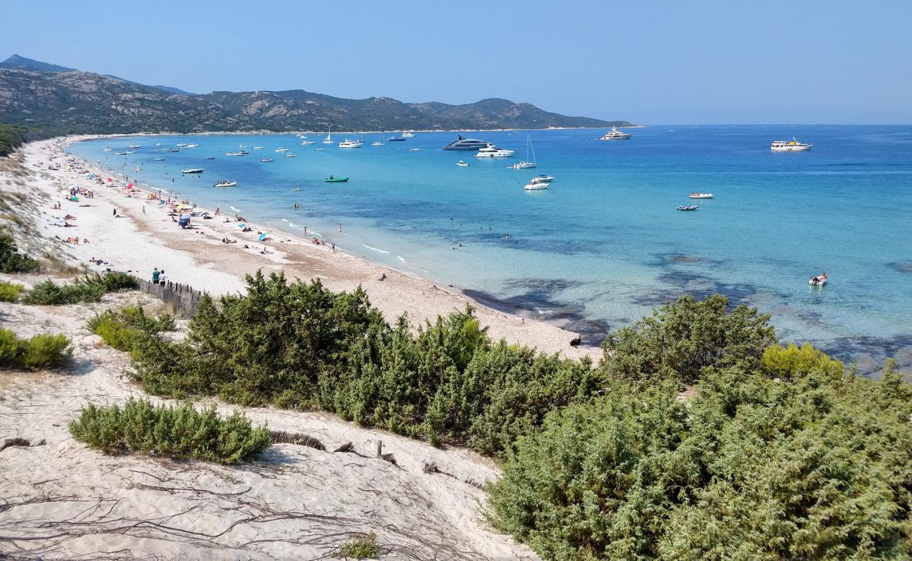 Saleccia Plajı'in fotoğrafı parlak ince kum yüzey ile