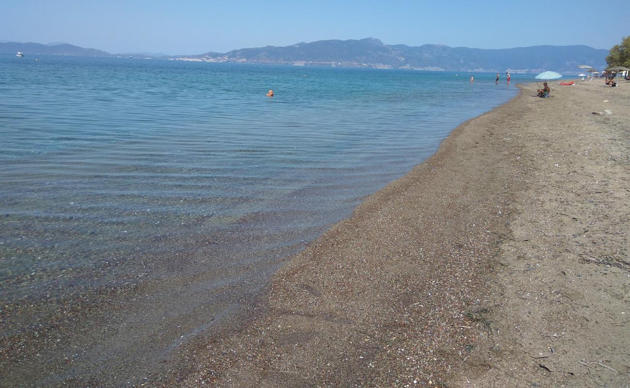 Suvala Arkitsa beach'in fotoğrafı kahverengi kum yüzey ile