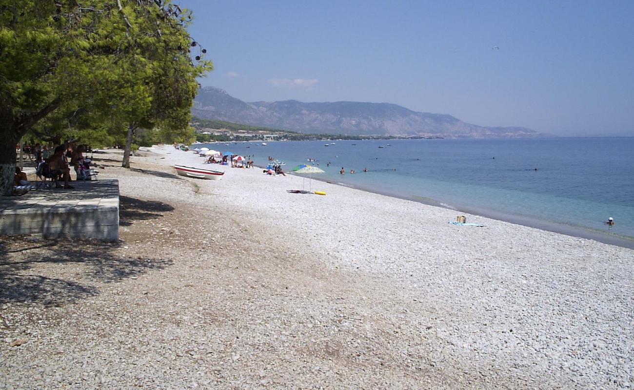 Pine trees beach'in fotoğrafı gri ince çakıl taş yüzey ile