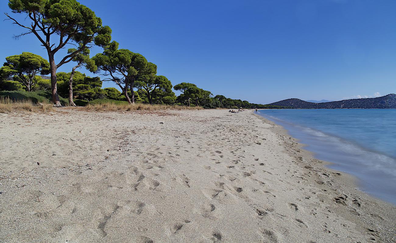 Schinias Plajı'in fotoğrafı parlak kum yüzey ile