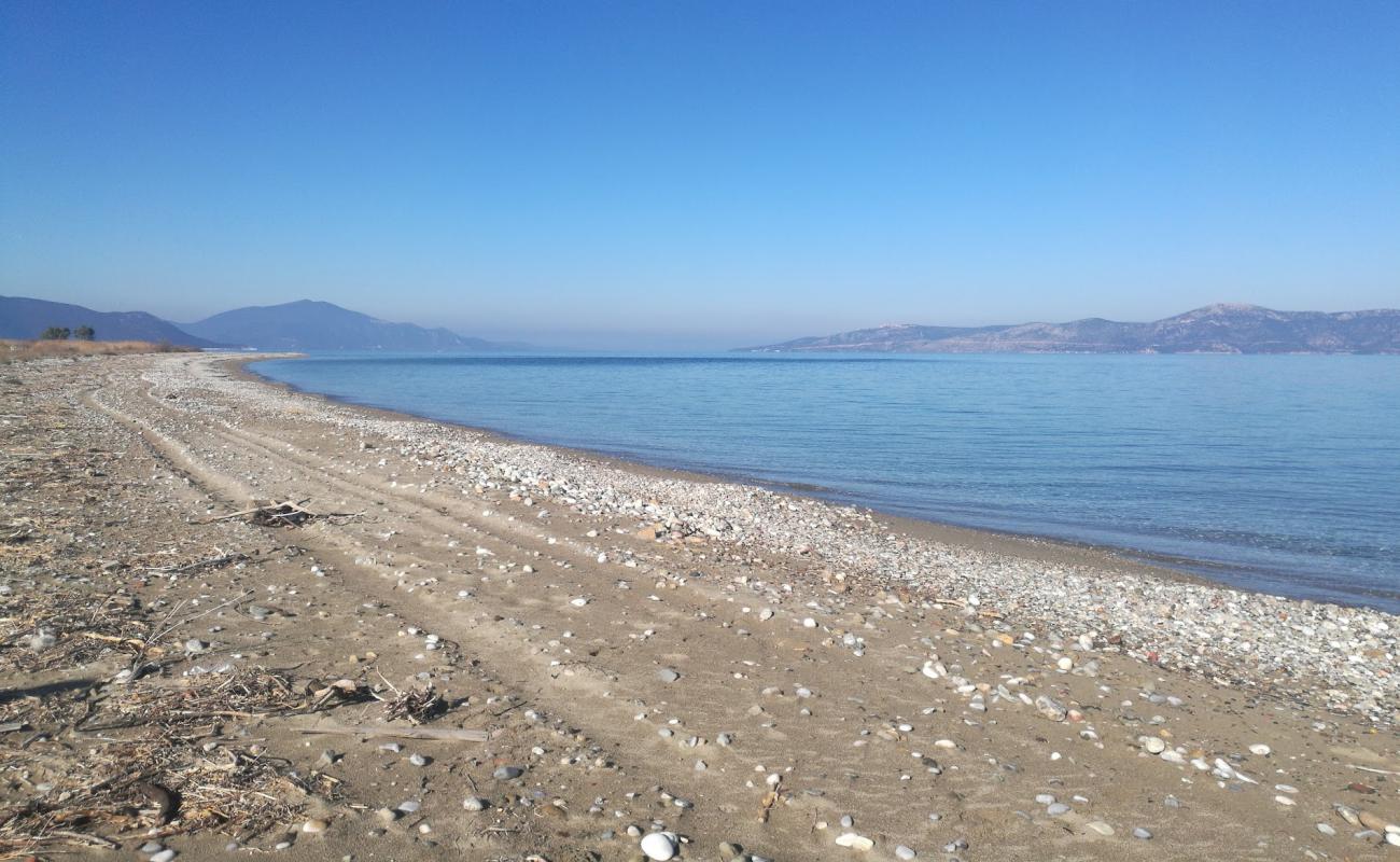 Saint Helen beach'in fotoğrafı gri kum ve çakıl yüzey ile