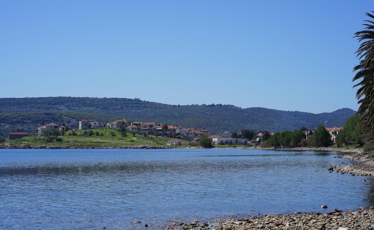 Palm forest'in fotoğrafı taşlar yüzey ile