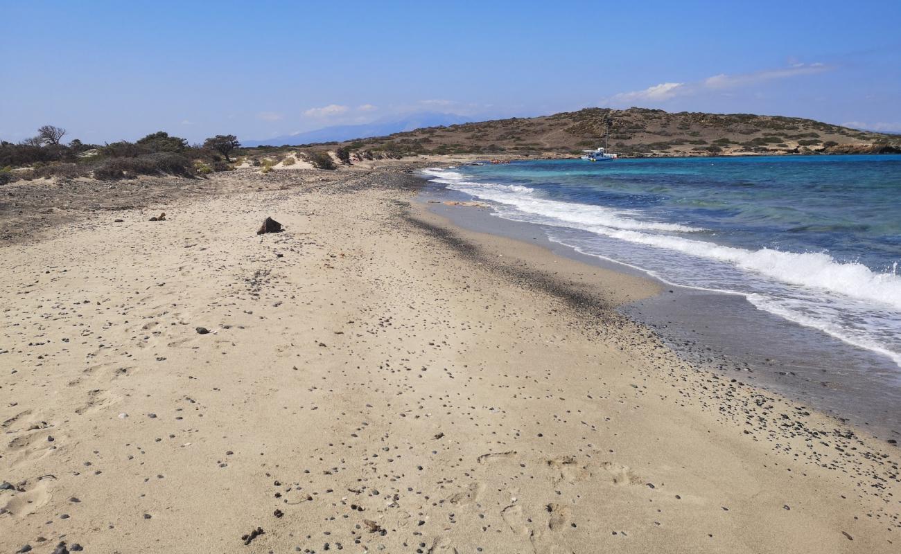 Kataprosopo'in fotoğrafı açık bej kum yüzey ile