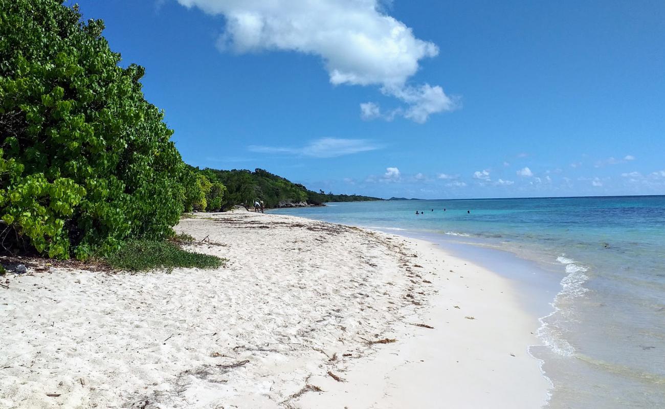 Anse du Mancenillier Beach'in fotoğrafı i̇nce bej kum yüzey ile