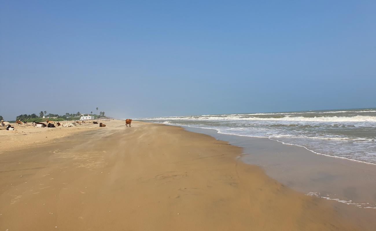 Beach Pines'in fotoğrafı i̇nce bej kum yüzey ile