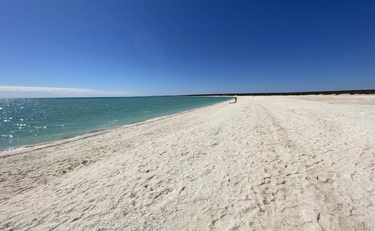 Shell Beach'in fotoğrafı beyaz deniz kabuğu kumu yüzey ile