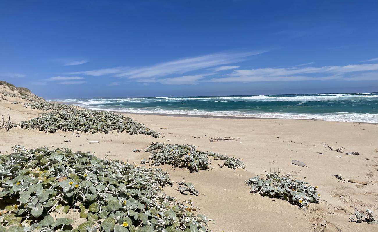 Black's Beach'in fotoğrafı parlak kum yüzey ile