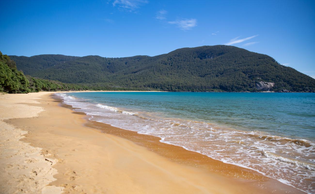 Sealers Cove Beach'in fotoğrafı parlak kum yüzey ile