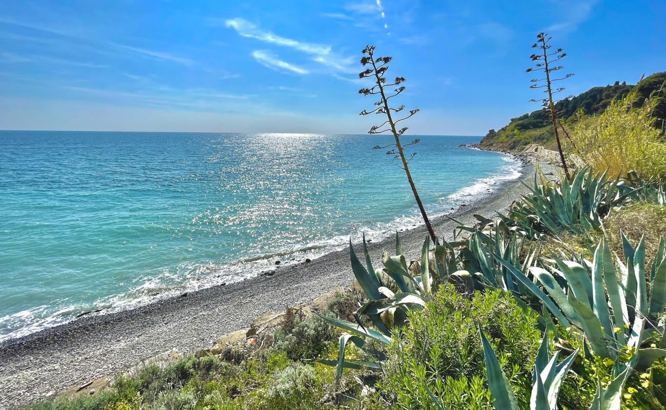 Arene dog beach'in fotoğrafı gri çakıl taşı yüzey ile