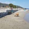 Ceriale dog beach