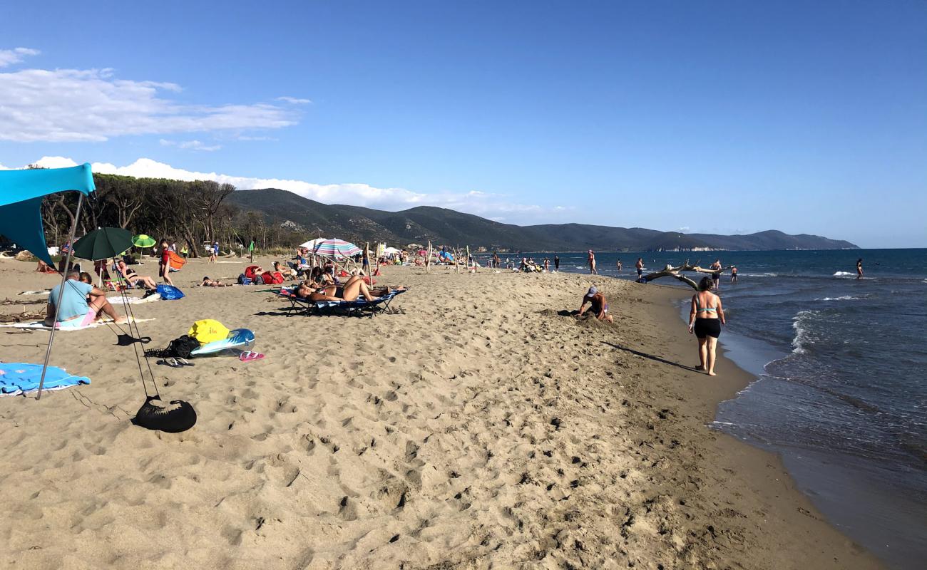 Spiaggia di Marina di Alberese'in fotoğrafı kahverengi kum yüzey ile