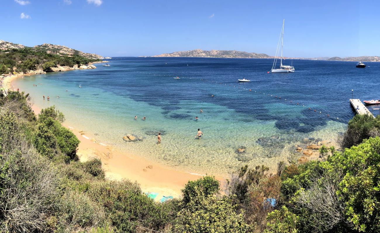 Spiaggia di Nelson'in fotoğrafı kahverengi kum yüzey ile