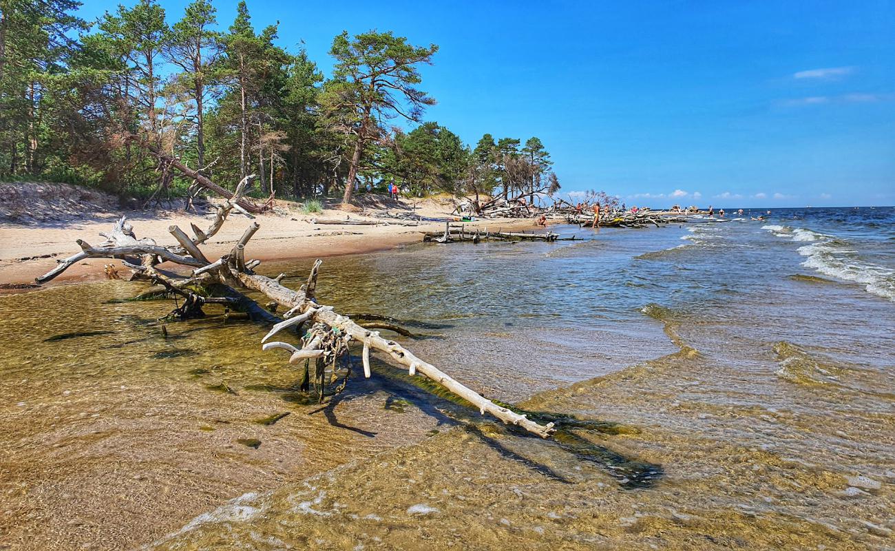Kolkasrags beach'in fotoğrafı açık bej kum yüzey ile