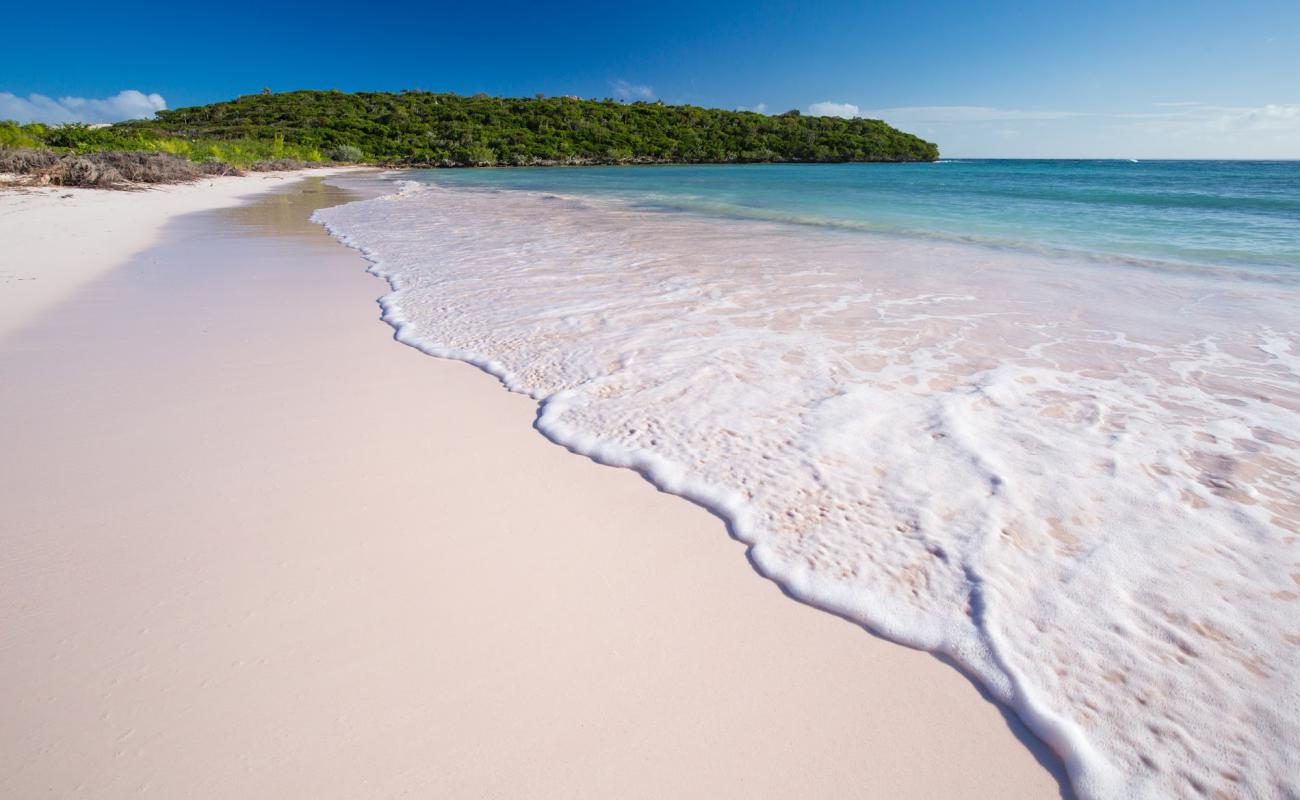 Cotton Bay beach'in fotoğrafı parlak ince kum yüzey ile