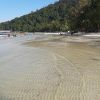 Monkey Beach