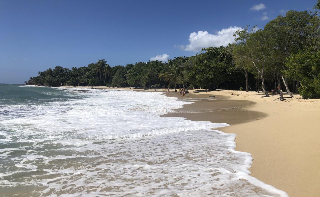 Plage Anse desert'in fotoğrafı i̇nce bej kum yüzey ile