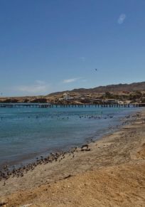 Bahia Tortugas