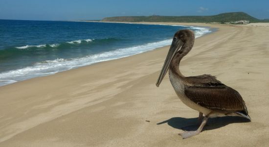 Punta Lobos