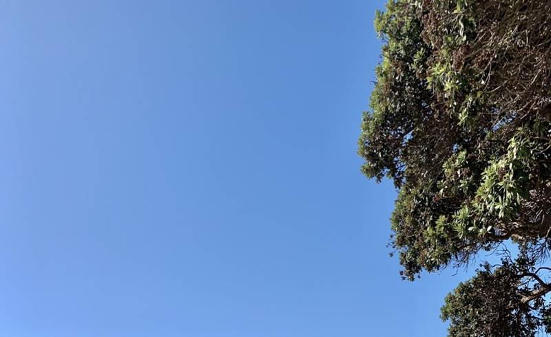 Howick Beach'in fotoğrafı açık bej kum yüzey ile