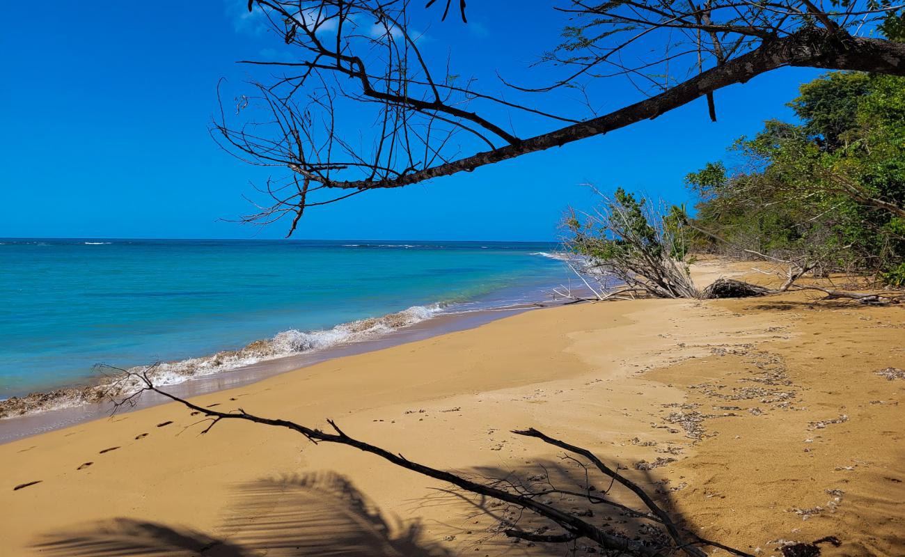 Playa Fajardo'in fotoğrafı parlak kum yüzey ile