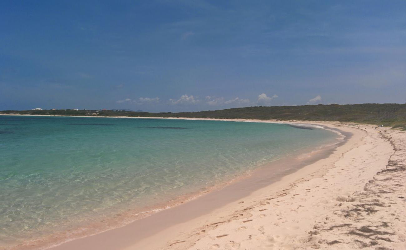 Palm Grove'in fotoğrafı açık bej kum yüzey ile