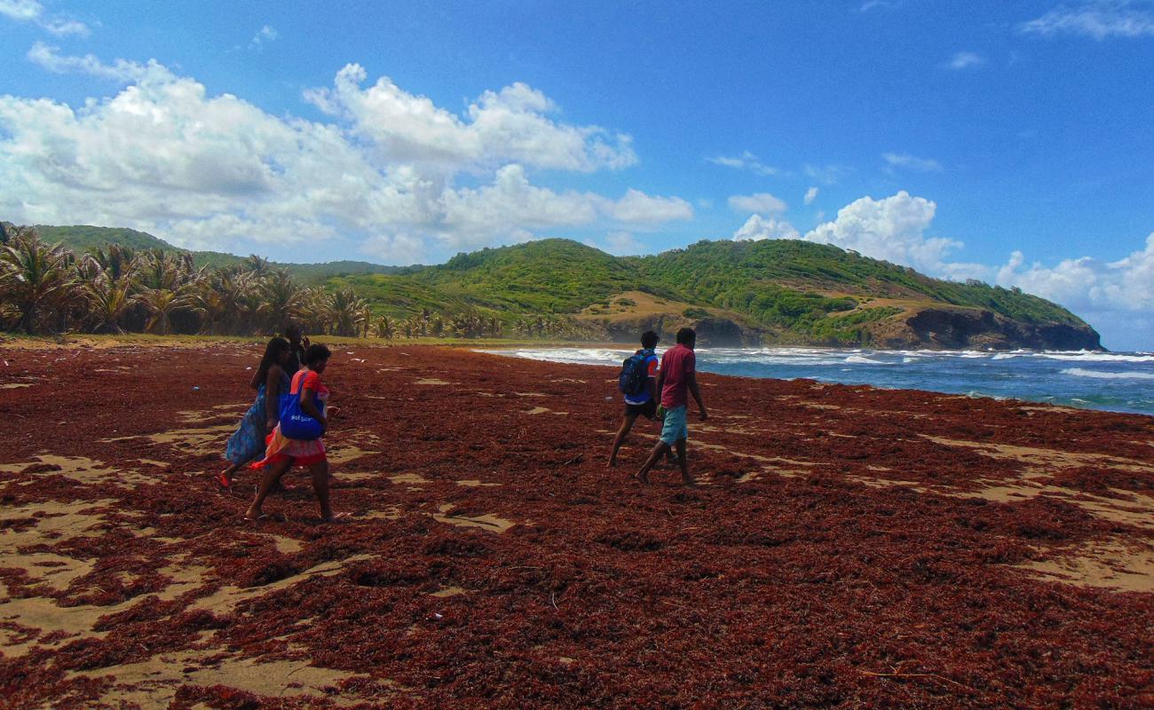 Grand Anse beach'in fotoğrafı açık bej kum yüzey ile