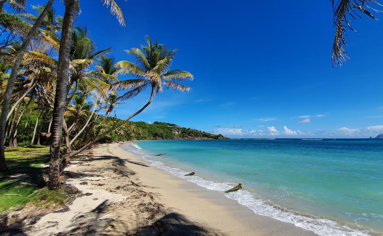 Sugar Reef beach'in fotoğrafı parlak kum yüzey ile