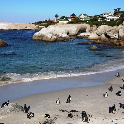 boulders-beach-bat-cape-g-ney-afrika-detayl-zellikler-harita