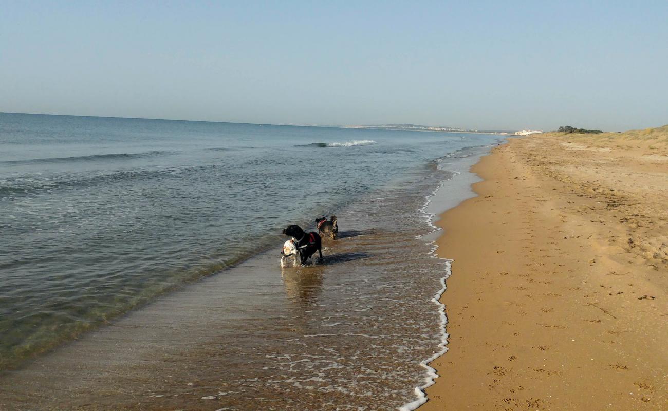 Playa del Pinet'in fotoğrafı kahverengi kum yüzey ile