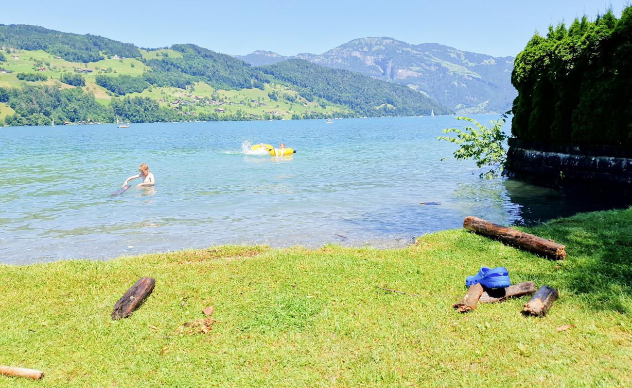 Trauerweide Beach'in fotoğrafı çim yüzey ile