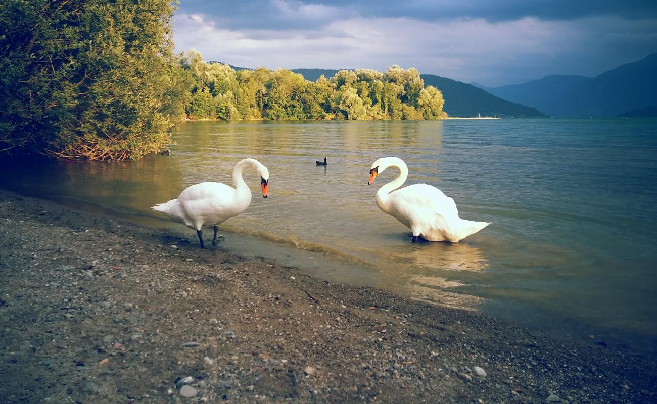Choller Zug nudist Beach'in fotoğrafı açık bej kum yüzey ile