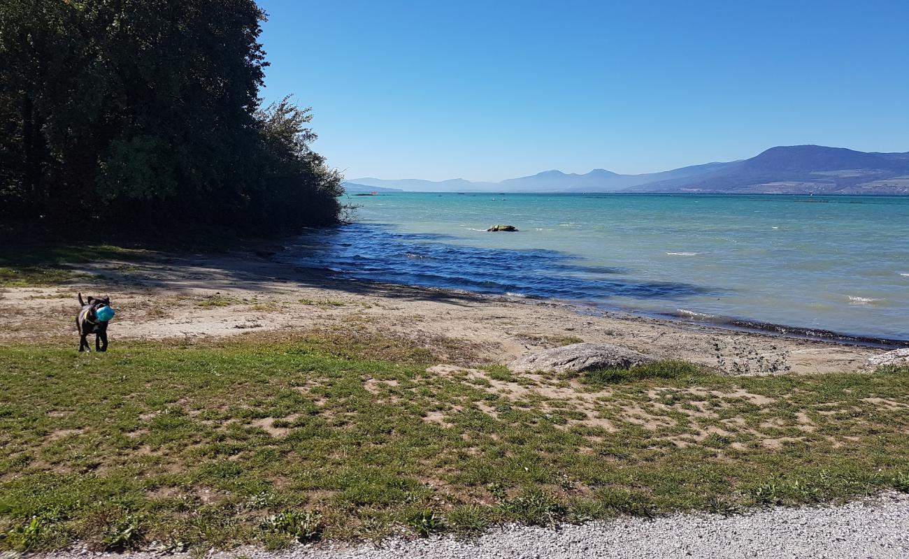 Forel plage'in fotoğrafı parlak kum yüzey ile