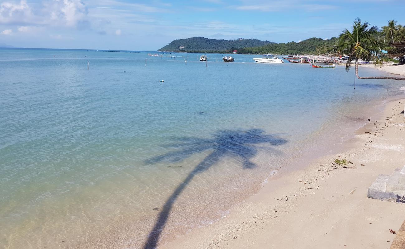 Coconut Tree'in fotoğrafı açık bej kum yüzey ile