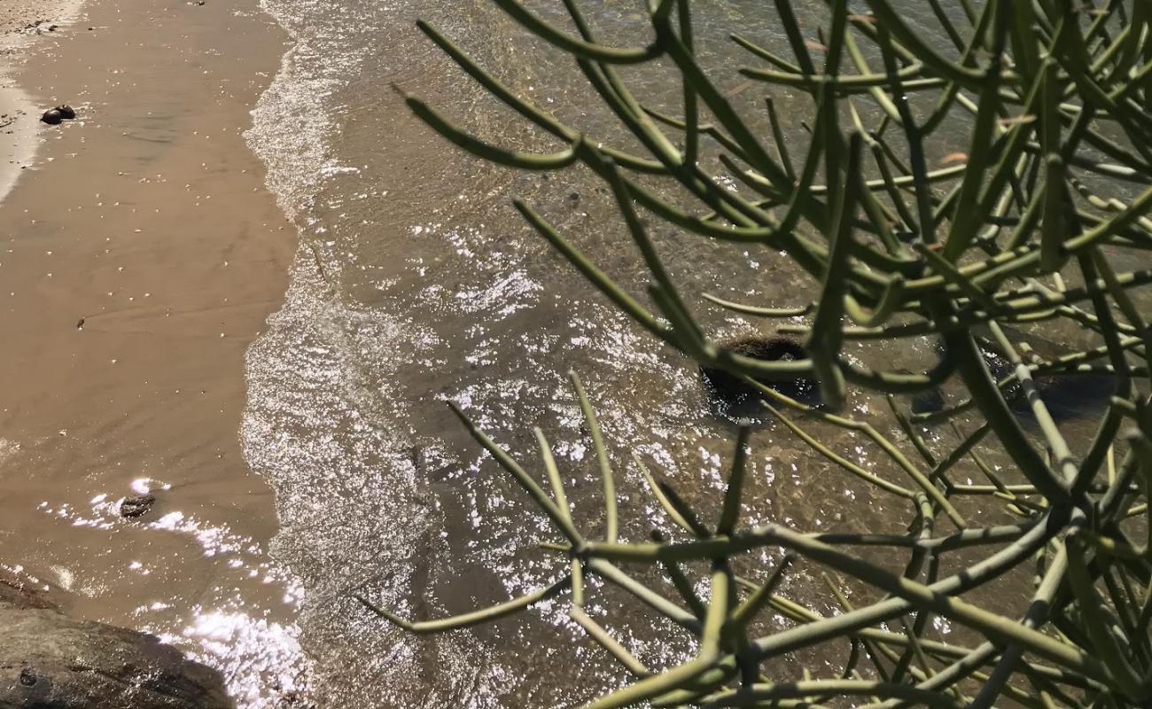 Praia das Tartarugas'in fotoğrafı açık bej kum yüzey ile