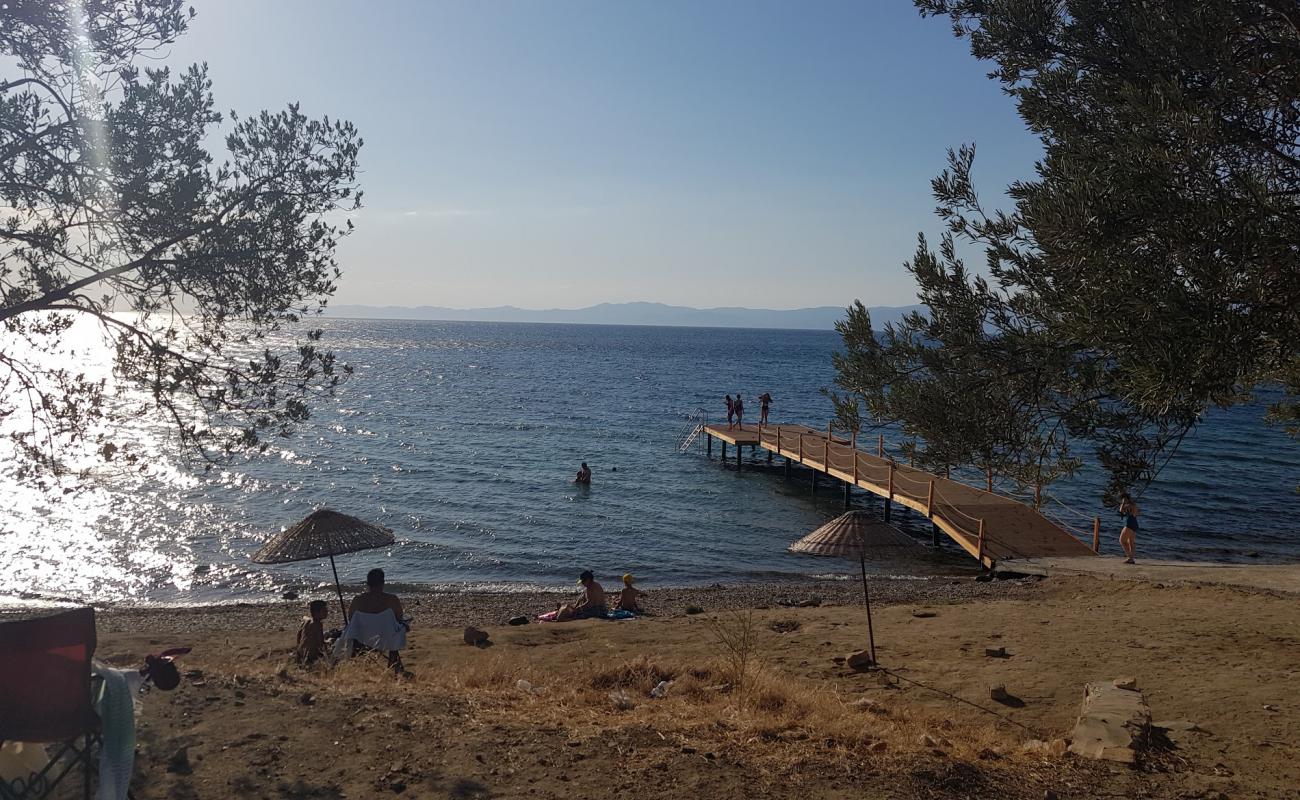 Zeytinli kamp beach'in fotoğrafı siyah kum ve çakıl yüzey ile