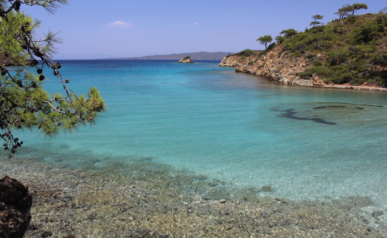 Fish Aviary Bay II'in fotoğrafı gri çakıl taşı yüzey ile