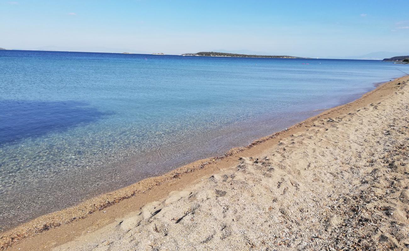 Yat Limanı Plajı'in fotoğrafı kahverengi kum yüzey ile