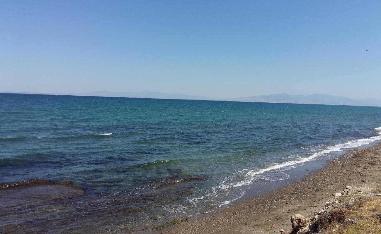 Zeytinalanı Plajı'in fotoğrafı siyah kum ve çakıllar yüzey ile