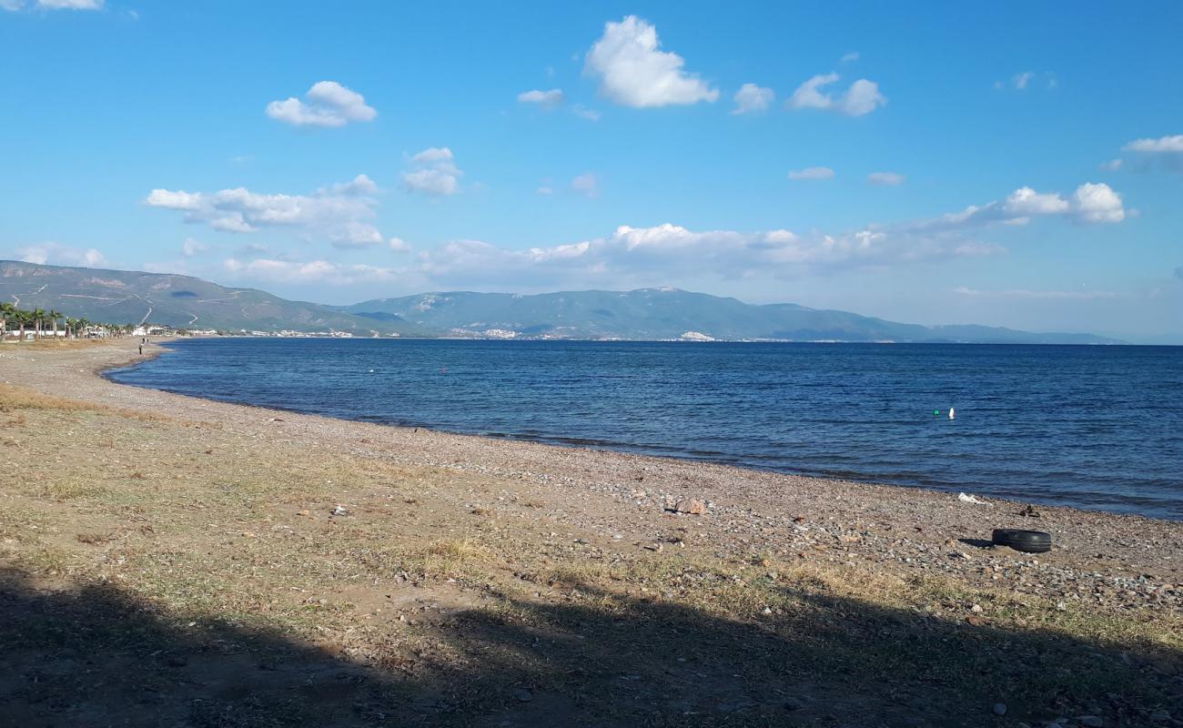 Doğanbey Sakız Ağacı Mevkii Halk Plajı'in fotoğrafı gri kum ve çakıllar yüzey ile