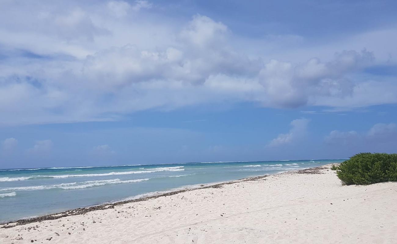 Corktree beach'in fotoğrafı i̇nce bej kum yüzey ile