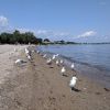 Calf Pasture Beach