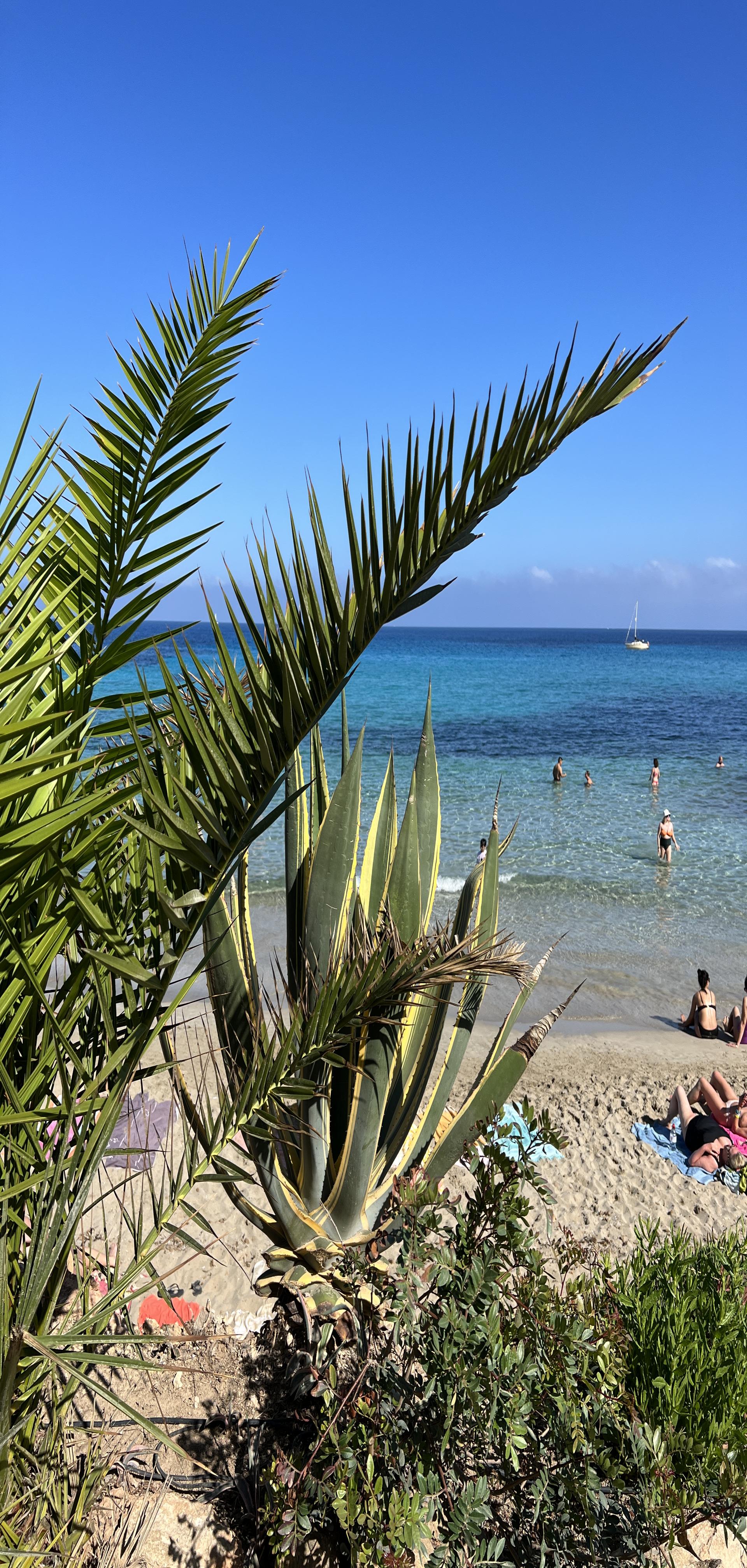 Photo of Cala Nova Beach